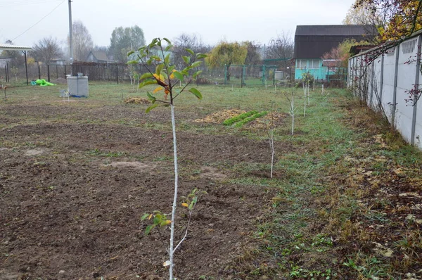 Jardín preparado para plantas y árboles de invierno —  Fotos de Stock