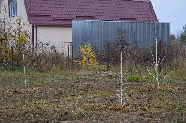 Сад підготовлений для зимових рослин і дерев — стокове фото