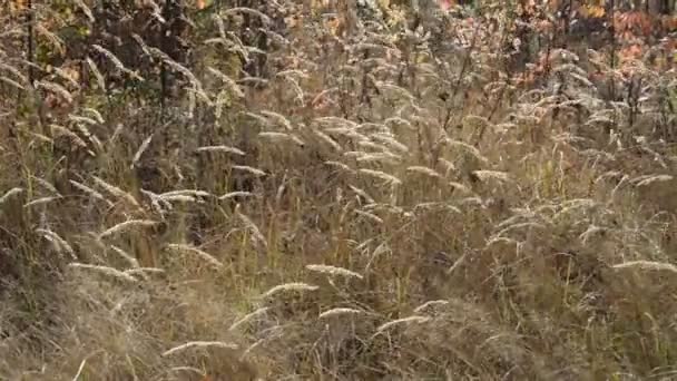 Feuilles et plantes d'automne dans la forêt 