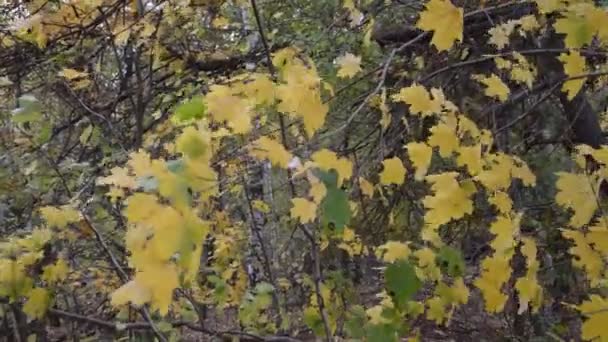 秋天的树叶和植物在森林里 — 图库视频影像