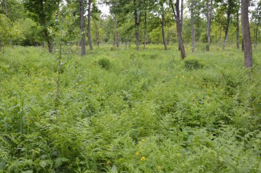 Avrupa 'da yaz ağaçlarının ve bitkilerin orman dokusu