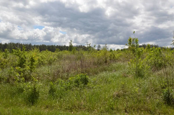 Forest texture of summer trees and plants in the Europe