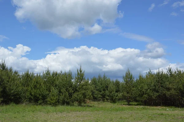 Forest texture of summer trees and plants in the Europe