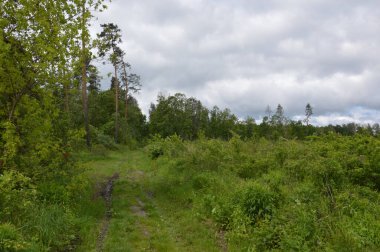Avrupa 'da yaz ağaçlarının ve bitkilerin orman dokusu