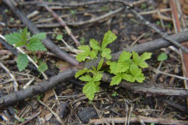 Orman bitkileri ve ağaçların ve çalıların detayları