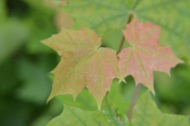 Orman bitkileri ve ağaçların ve çalıların detayları