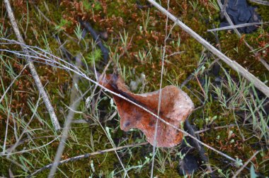 Orman bitkileri ve ağaçların ve çalıların detayları