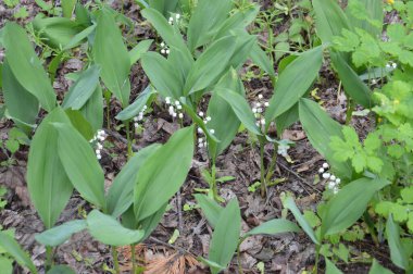 Çeşitli orman çiçekleri çiçeği kapatır.