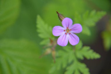 Çeşitli orman çiçekleri çiçeği kapatır.