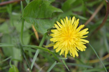 Çeşitli orman çiçekleri çiçeği kapatır.
