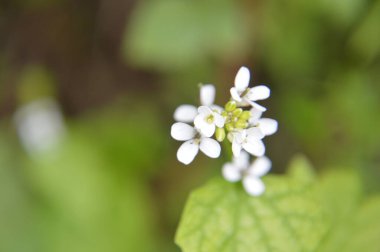 Çeşitli orman çiçekleri çiçeği kapatır.