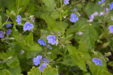 Çeşitli orman çiçekleri çiçeği kapatır.