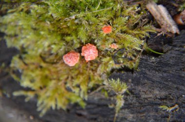 Çeşitli orman çiçekleri çiçeği kapatır.