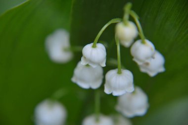 Çeşitli orman çiçekleri çiçeği kapatır.