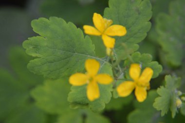 Çeşitli orman çiçekleri çiçeği kapatır.