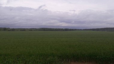 Köyde yeşil filizlenen tarlalar