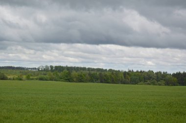 Köyde yeşil filizlenen tarlalar