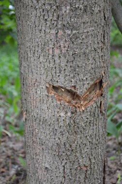 Ormandaki bir ağaçta akçaağaç özü topluyorum.