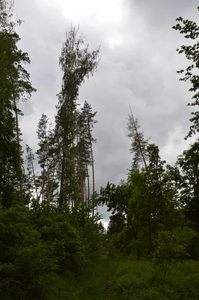 Leśna Faktura Letnich Drzew Roślin Europie — Zdjęcie stockowe