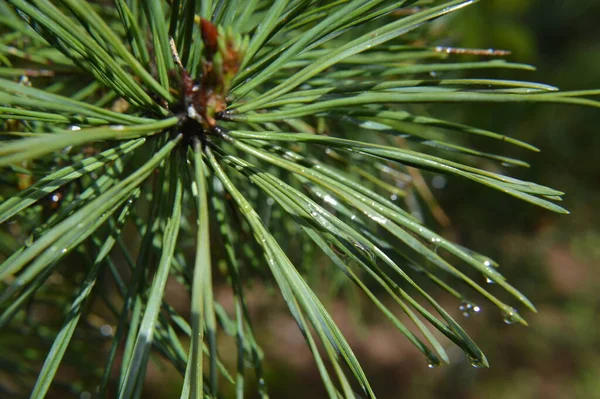 Textura Florestal Árvores Plantas Verão Europa — Fotografia de Stock