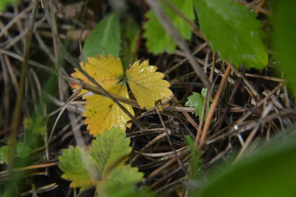 Plantes Forestières Détails Des Arbres Des Buissons — Photo