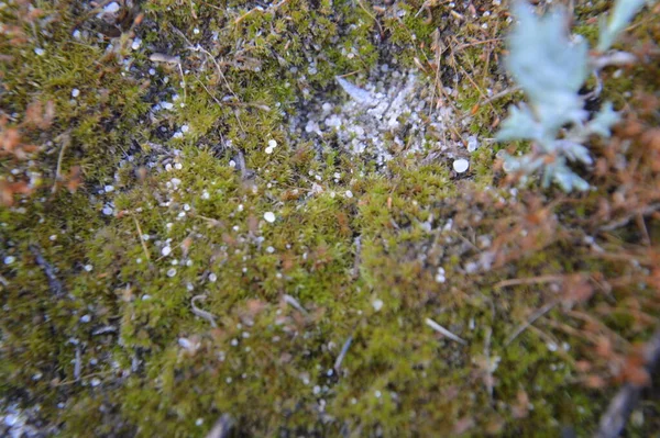 Plantes Forestières Détails Des Arbres Des Buissons — Photo