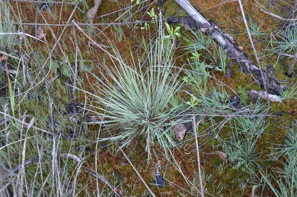 Forest Plants Details Trees Bushes — Stock Photo, Image