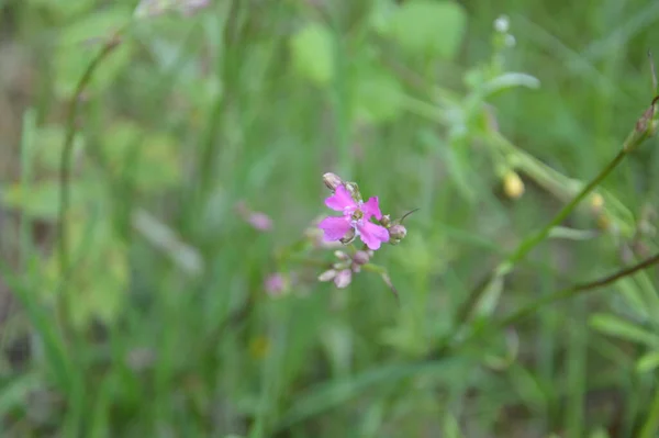 Verschiedene Waldblumen Schließen Die Blüte — Stockfoto