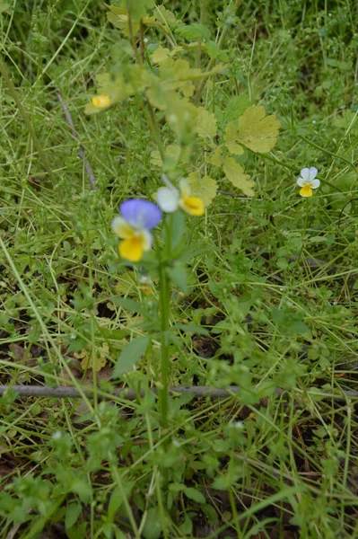 満開の森の花々 — ストック写真