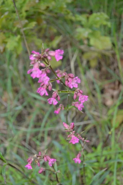 Olika Skog Blommor Närbild Blomman — Stockfoto