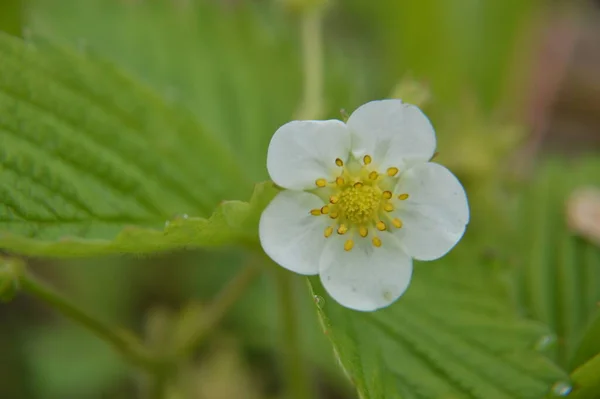 Various Forest Flowers Closeup Bloom — Stock Photo, Image