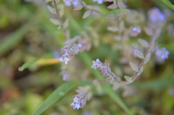 Várias Flores Floresta Fecham Flor — Fotografia de Stock