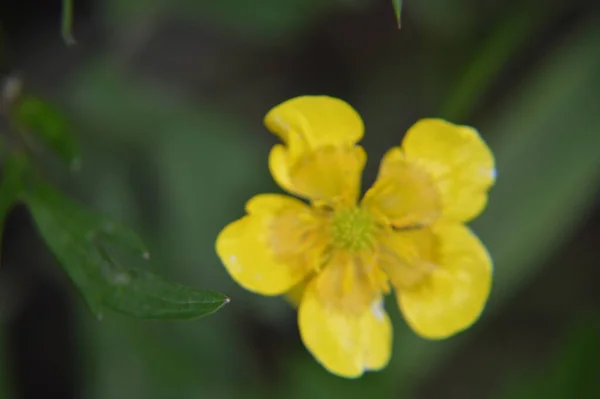 Různé Lesní Květiny Blízkosti Květu — Stock fotografie