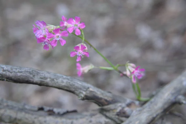 Verschiedene Waldblumen Schließen Die Blüte — Stockfoto