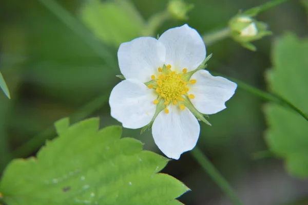 Various Forest Flowers Closeup Bloom — Stock Photo, Image