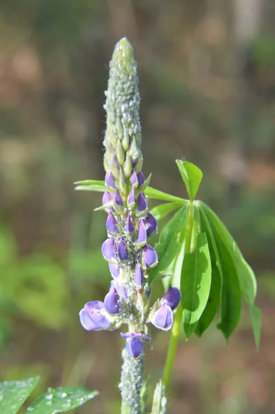 Várias Flores Floresta Fecham Flor — Fotografia de Stock