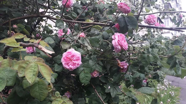 雨后玫瑰在灌木丛中绽放 — 图库照片