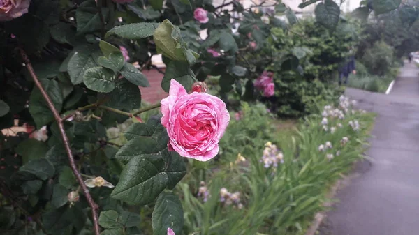 雨后玫瑰在灌木丛中绽放 — 图库照片