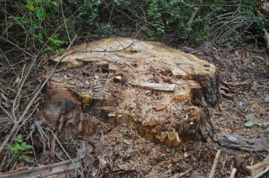 Ormanda kesilmiş ağaç gövdesi ve talaş dokusu