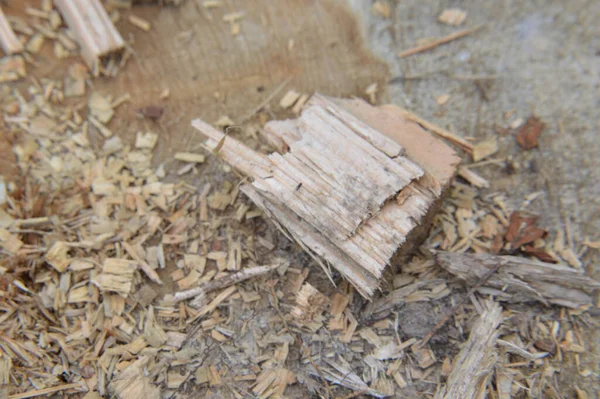 Texture of sawn tree trunks and shavings in a the  forest