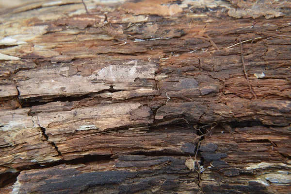 Textura Troncos Árboles Aserrados Virutas Bosque — Foto de Stock