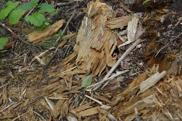 Texture of sawn tree trunks and shavings in a the  forest