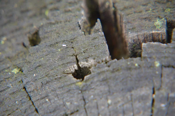 Texture of sawn tree trunks and shavings in a the  forest