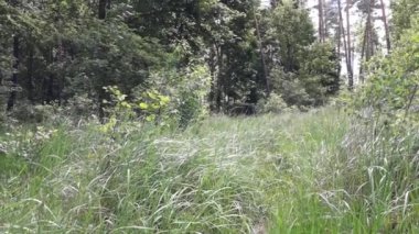 Yağmur sonrası hışırdayan kuş sesleri