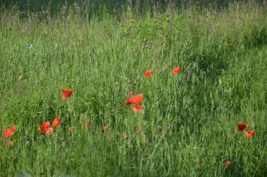 Yazın bahçede açan kırmızı gelincikler