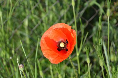 Yazın bahçede açan kırmızı gelincikler