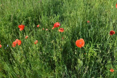 Yazın bahçede açan kırmızı gelincikler