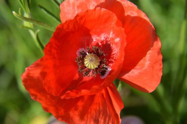 Yazın bahçede açan kırmızı gelincikler