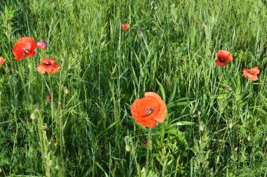 Yazın bahçede açan kırmızı gelincikler