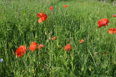 Yazın bahçede açan kırmızı gelincikler